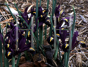 Picture of Iris reticulata 'Edward'