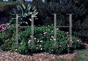 Picture of Osteospermum fruticosum 