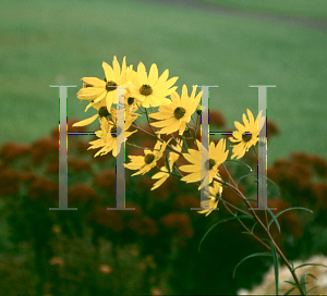 Picture of Helianthus salicifolius 