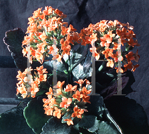 Picture of Kalanchoe blossfeldiana 