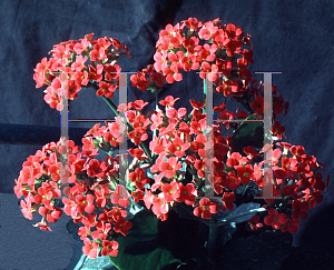 Picture of Kalanchoe blossfeldiana 