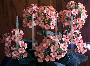 Picture of Kalanchoe blossfeldiana 