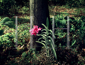 Picture of Vanda spp. 