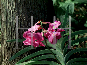 Picture of Vanda spp. 