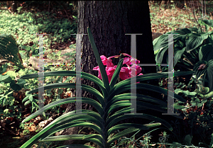 Picture of Vanda spp. 