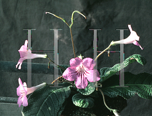 Picture of Streptocarpus x hybridus 