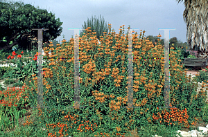 Picture of Leonotis leonurus 