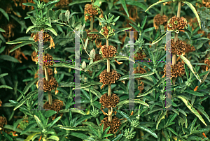 Picture of Leonotis leonurus 