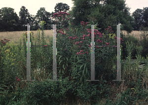 Picture of Vernonia noveboracensis 