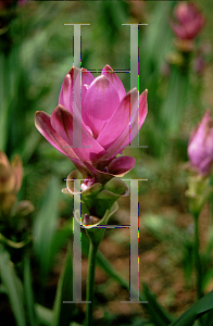 Picture of Curcuma alismatifolia 