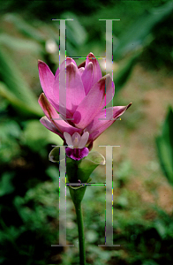 Picture of Curcuma alismatifolia 