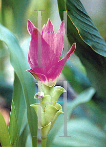 Picture of Curcuma alismatifolia 