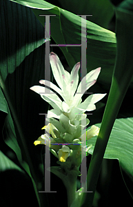 Picture of Curcuma longa 