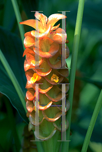 Picture of Curcuma roscoeana 