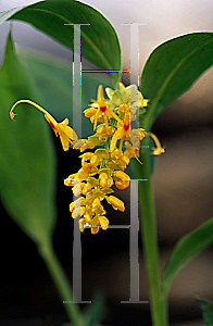 Picture of Globba marantina 'Yellow Dancing Girl'