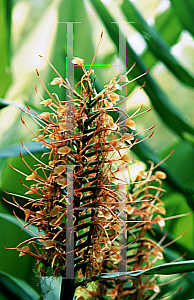 Picture of Hedychium coccineum 