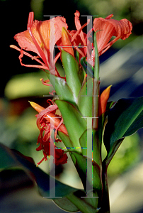 Picture of Hedychium greeni 