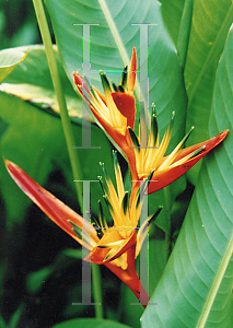 Picture of Heliconia guyana 
