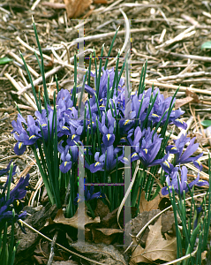 Picture of Iris reticulata 