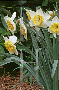 Picture of Narcissus  'Virginia Sunrise'