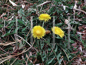 Picture of Taraxacum officinale 