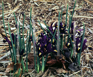 Picture of Iris reticulata 'Edward'