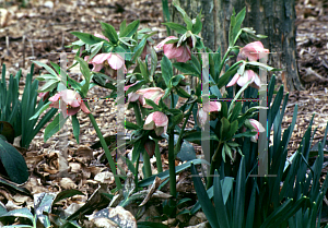 Picture of Helleborus orientalis 