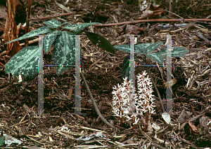 Picture of Pachysandra procumbens 