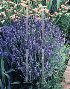 Picture of Lavandula angustifolia 'Lady'