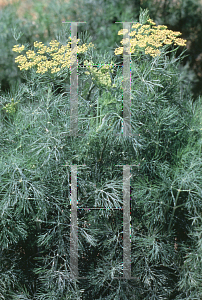 Picture of Anethum graveolens 'Fernleaf'