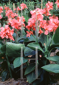 Picture of Canna x generalis 'Tropical Rose'