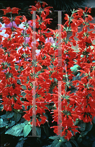 Picture of Salvia coccinea 'Lady in Red'