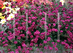 Picture of Verbena tenuisecta 'Imagination'