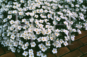 Picture of Nierembergia hippomanica 'Mont Blanc'