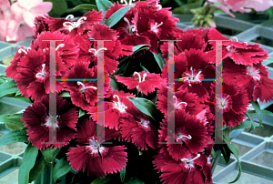 Picture of Dianthus plumarius 'Ideal Violet'