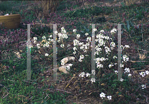 Picture of Arabis sturii 'Skyrocket'