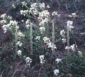 Picture of Arabis sturii 'Skyrocket'