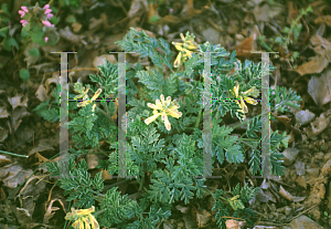 Picture of Corydalis lutea 