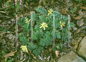 Picture of Corydalis lutea 