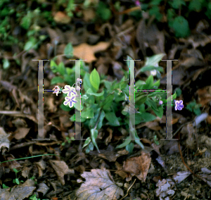 Picture of Omphalodes cappadocica 'Starry Eyes'