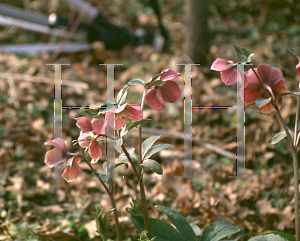 Picture of Helleborus atrorubens 