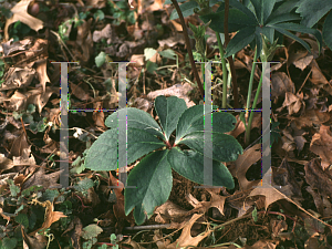 Picture of Helleborus atrorubens 