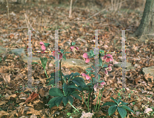 Picture of Helleborus atrorubens 