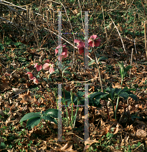 Picture of Helleborus atrorubens 