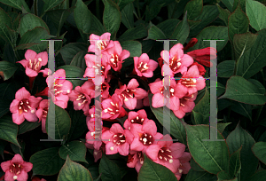 Picture of Weigela florida 'Rumba'