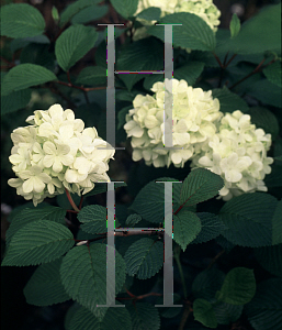 Picture of Viburnum plicatum 'Sawtooth'