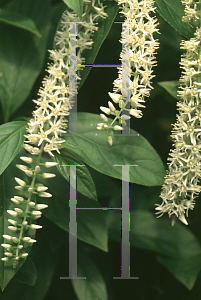 Picture of Itea virginica 'Henry's Garnet'