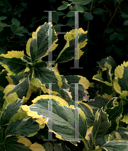 Picture of Hydrangea macrophylla 'Lemon Wave'