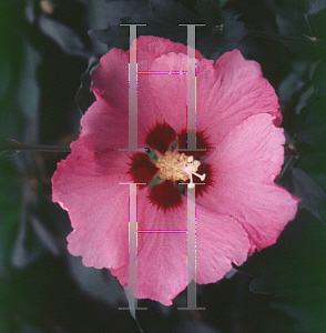 Picture of Hibiscus syriacus 'Pink Giant'