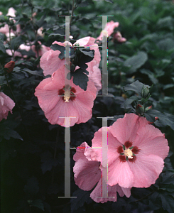 Picture of Hibiscus syriacus 'Aphrodite'